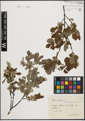 Foto von Salix aurita L.